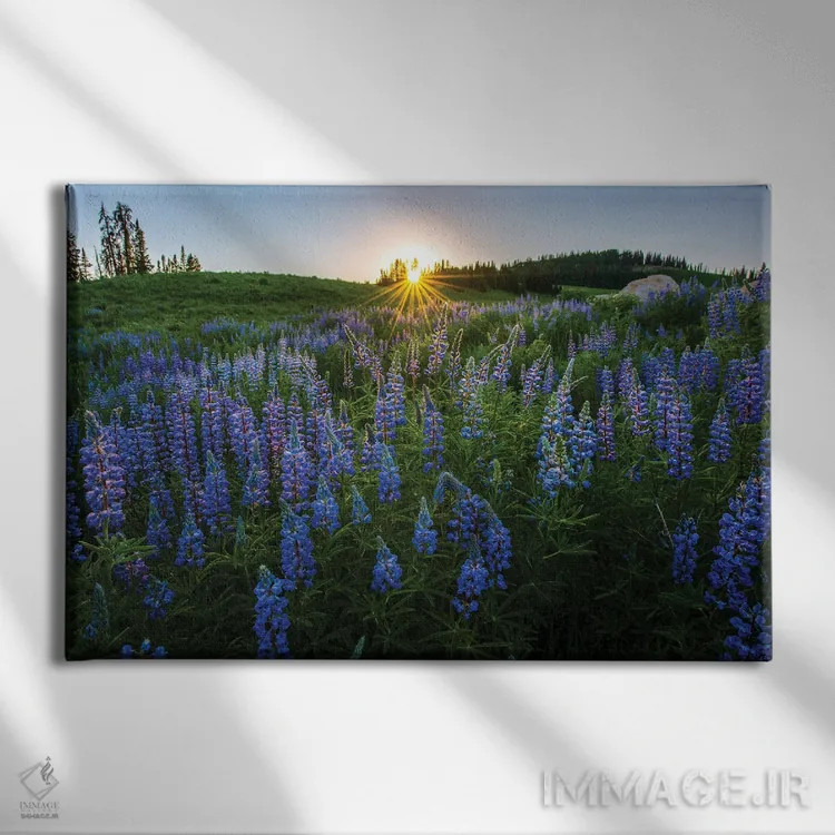 تابلو تپهٔ لوپین (گونهای گل) اثر داستین لِفور - نمای روبهرو روی دیوار