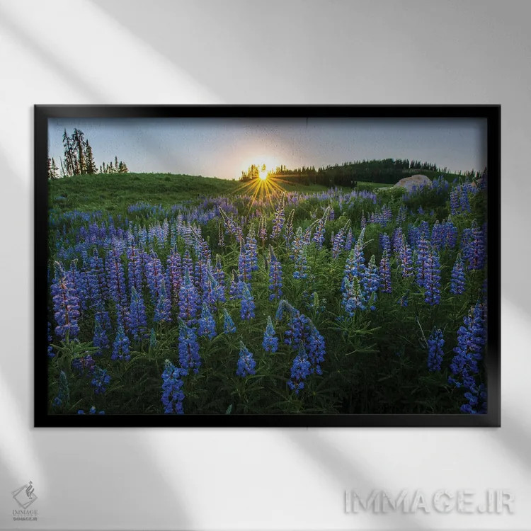 تابلو تپهٔ لوپین (گونهای گل) اثر داستین لِفور - نمای قابدار مشکی