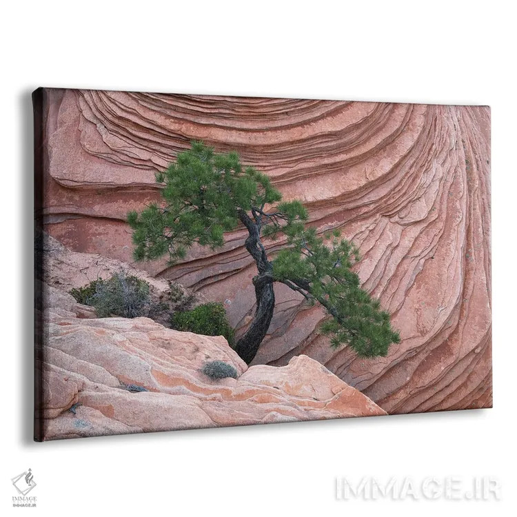 تابلو درخت بنسای زایان اثر داستین لِفور - نمای پرسپکتیو محصول