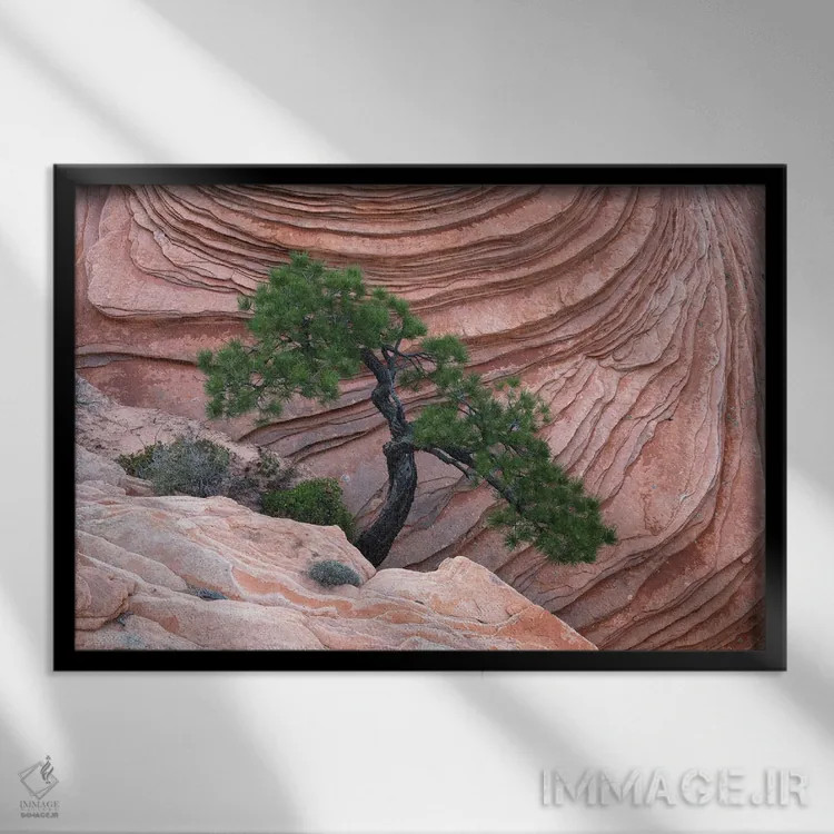 تابلو درخت بنسای زایان اثر داستین لِفور - نمای قابدار مشکی