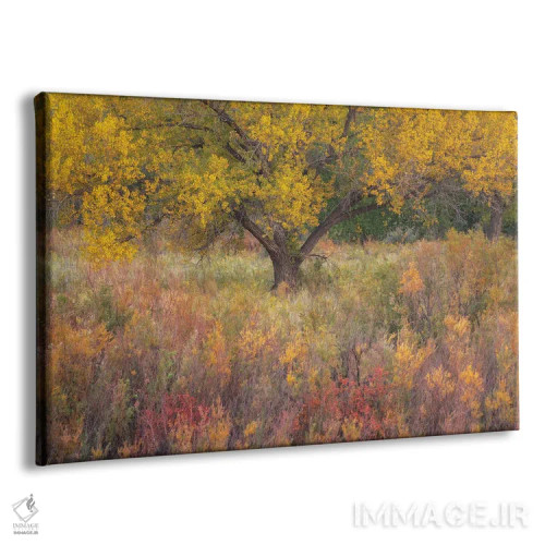 تابلو رنگهای پاستلی اثر داستین لِفور - نمای پرسپکتیو محصول