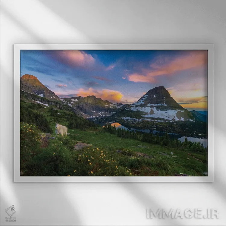 تابلو بز کنجکاو اثر داستین لِفور - نمای قابدار سفید