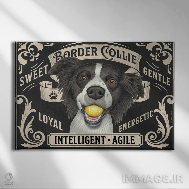 تابلو تمبر افقی بردر کولی با توپ در دهان اثر دنی گوردون - نمای روبهرو روی دیوار