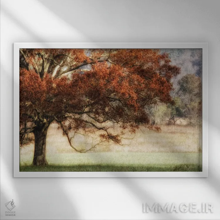 تابلو بلوط آفتابگرفته ۲ اثر دنی هد - نمای قابدار سفید