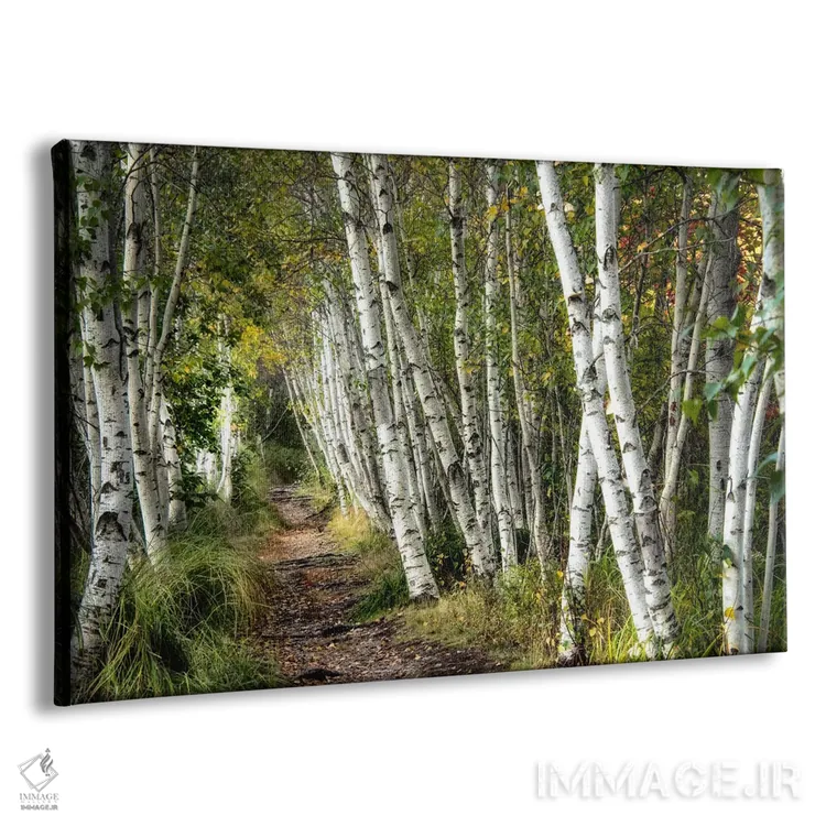 تابلو قدمزنی میان درختان توس اثر دنی هد - نمای پرسپکتیو محصول