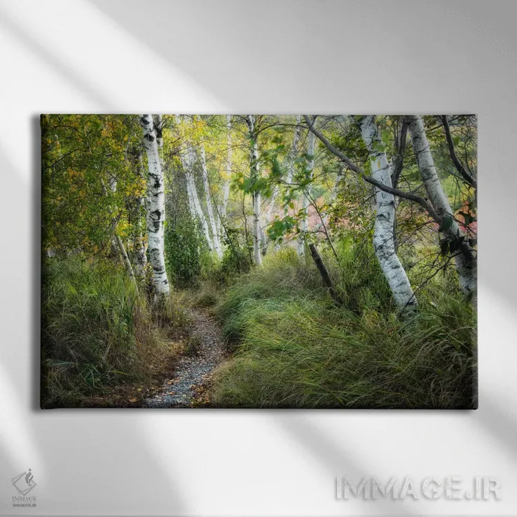 تابلو درختان توس و چمن بلند اثر دنی هد - نمای روبهرو روی دیوار