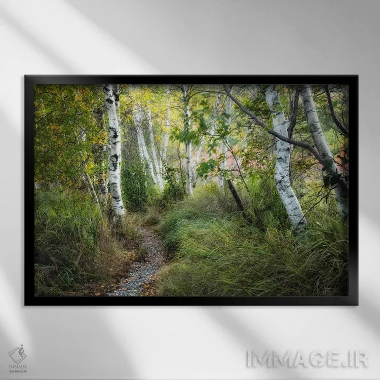 تابلو درختان توس و چمن بلند اثر دنی هد - نمای قابدار مشکی