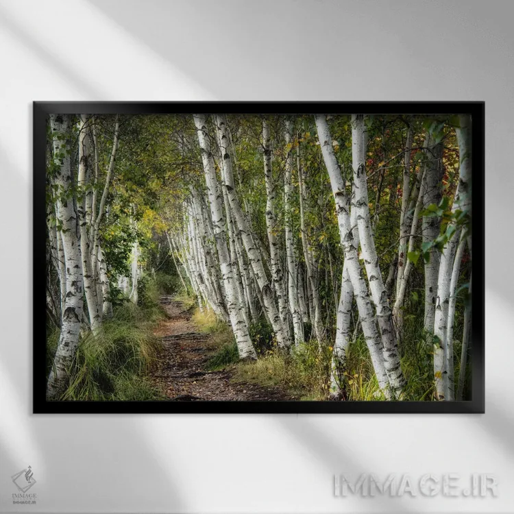 تابلو قدمزنی میان درختان توس اثر دنی هد - نمای قابدار مشکی