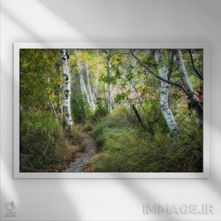 تابلو درختان توس و چمن بلند اثر دنی هد - نمای قابدار سفید