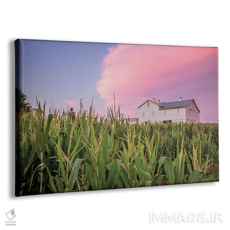 تابلو مزرعه ذرت اثر دانی کوئلن - نمای پرسپکتیو محصول