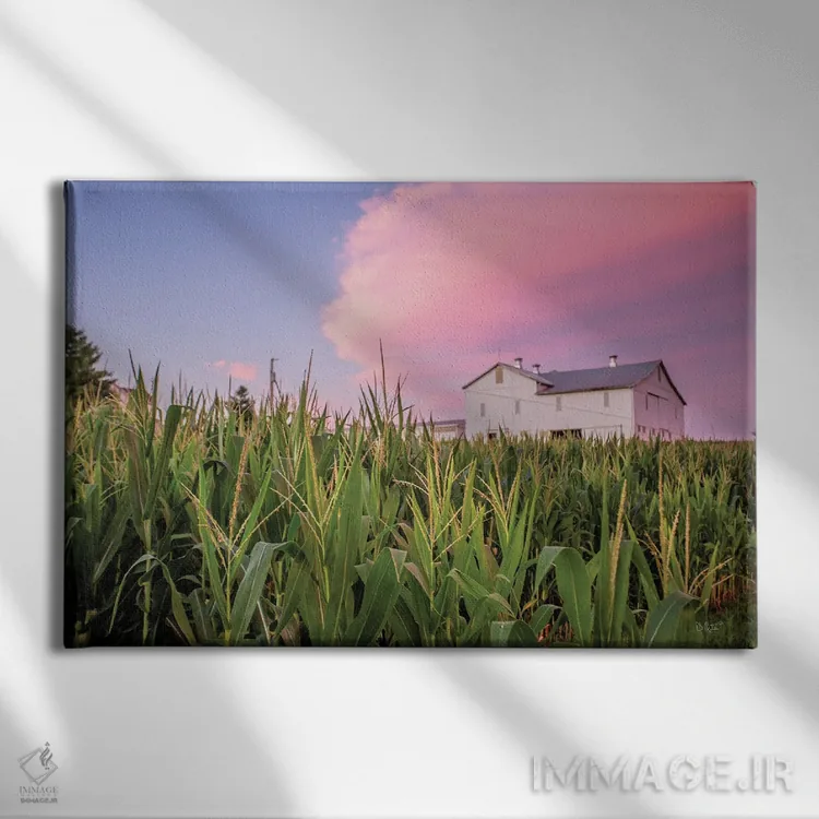تابلو مزرعه ذرت اثر دانی کوئلن - نمای روبهرو روی دیوار