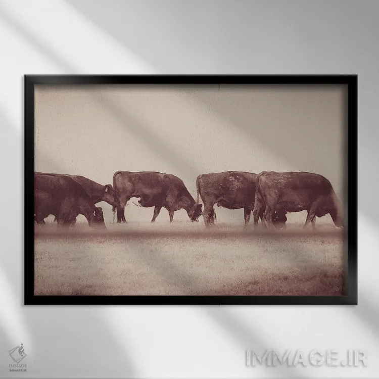 تابلو صف گاوها اثر دانی کوئلن - نمای قابدار مشکی