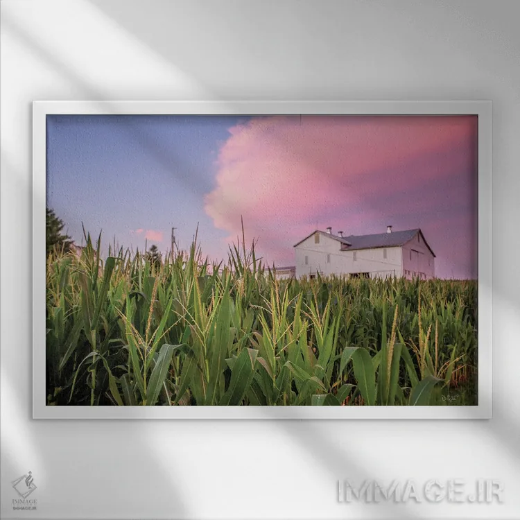 تابلو مزرعه ذرت اثر دانی کوئلن - نمای قابدار سفید