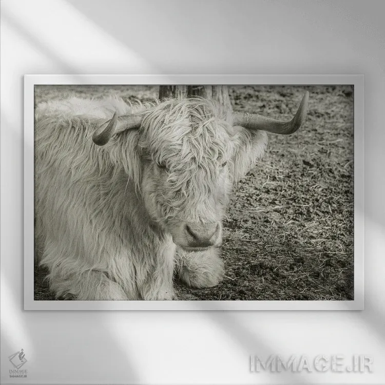 تابلو پیرزن (شخصیت یا نماد) اثر دانی کوئلن - نمای قابدار سفید