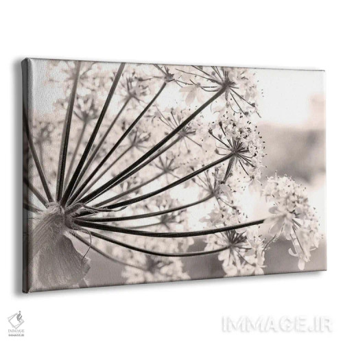 تابلو نمای نزدیک از گیاه شاهسپرغم، پارک ملی و منطقه حفاظتشده خلیج یخی، آلاسکا، آمریکا اثر دان پاولسون - نمای پرسپکتیو محصول