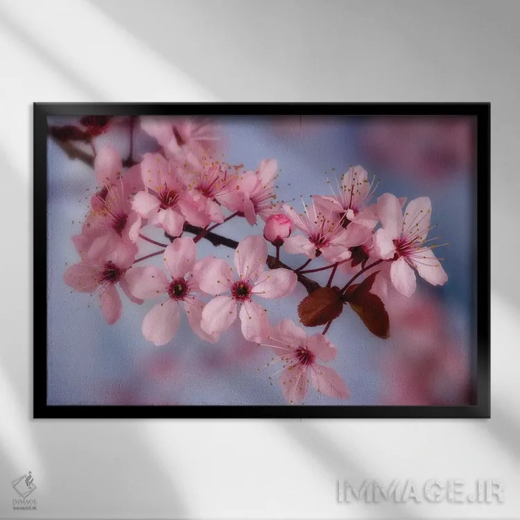 تابلو نمای نزدیک شکوفههای گیلاس اثر دان پاولسون - نمای قابدار مشکی