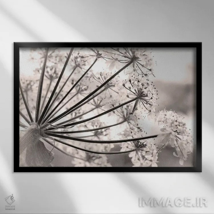 تابلو نمای نزدیک از گیاه شاهسپرغم، پارک ملی و منطقه حفاظتشده خلیج یخی، آلاسکا، آمریکا اثر دان پاولسون - نمای قابدار مشکی