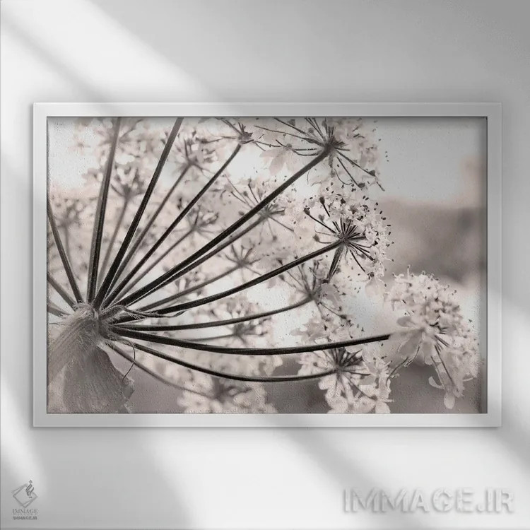 تابلو نمای نزدیک از گیاه شاهسپرغم، پارک ملی و منطقه حفاظتشده خلیج یخی، آلاسکا، آمریکا اثر دان پاولسون - نمای قابدار سفید