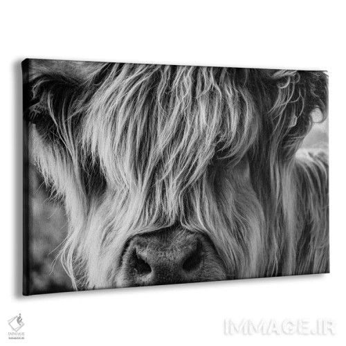 تابلو گاو با موهای بسیار بلند که از لابهلای موهایش نگاه میکند اثر چارلیتِیاک - نمای پرسپکتیو محصول