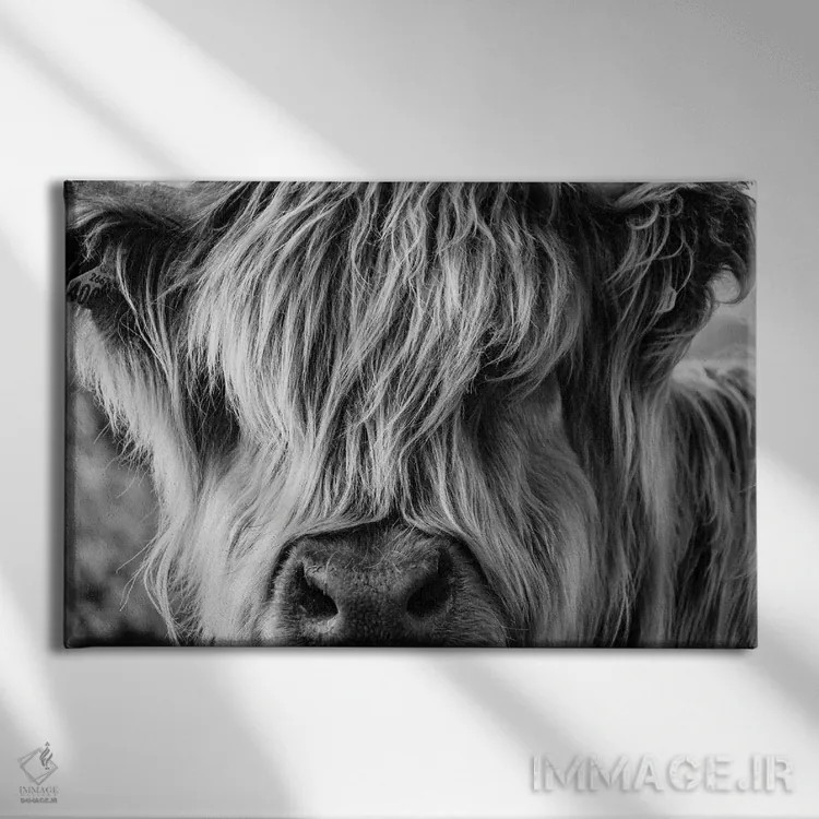 تابلو گاو با موهای بسیار بلند که از لابهلای موهایش نگاه میکند اثر چارلیتِیاک - نمای روبهرو روی دیوار