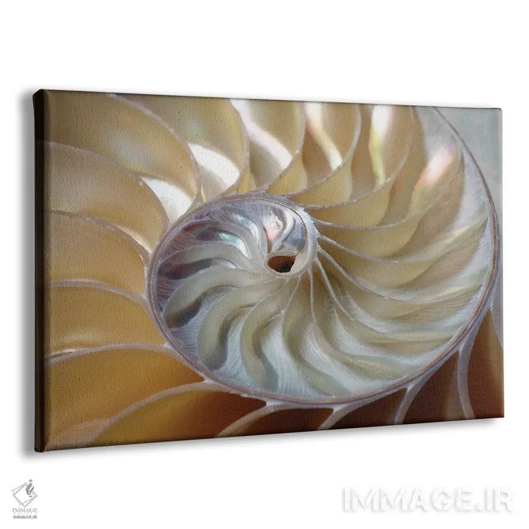 تابلو مارپیچ ناتیلوس (صدف دریایی) اثر دپوزیت فوتوز (سایت بانک تصویر) - نمای پرسپکتیو محصول