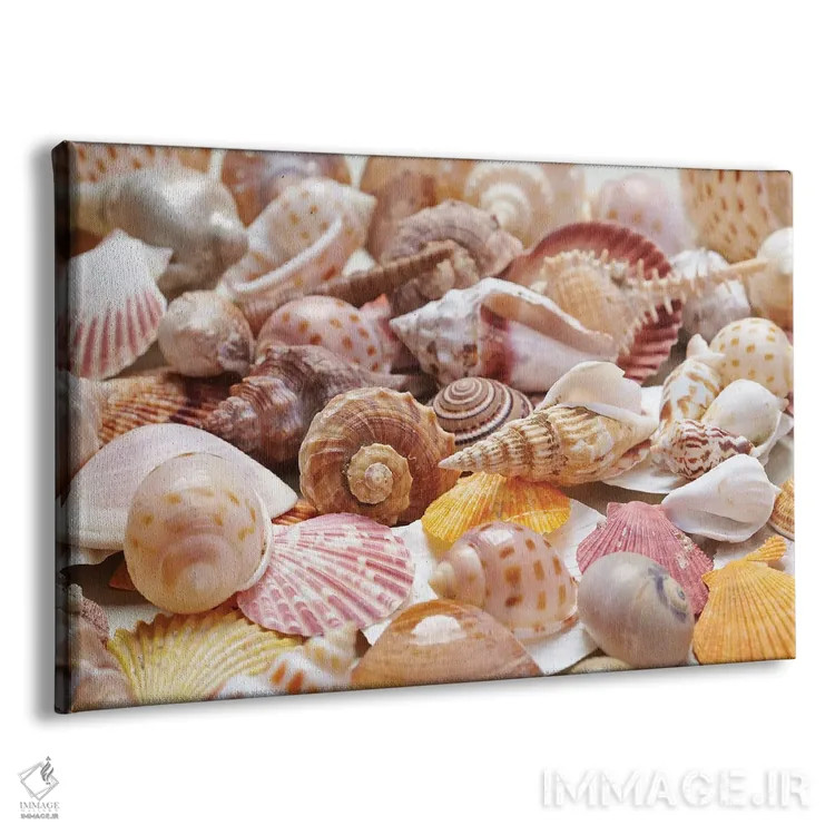 تابلو صدفهای زیبای دریایی اثر دپوزیت فوتوز (سایت بانک تصویر) - نمای پرسپکتیو محصول