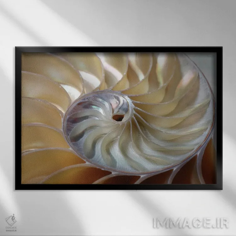 تابلو مارپیچ ناتیلوس (صدف دریایی) اثر دپوزیت فوتوز (سایت بانک تصویر) - نمای قابدار مشکی