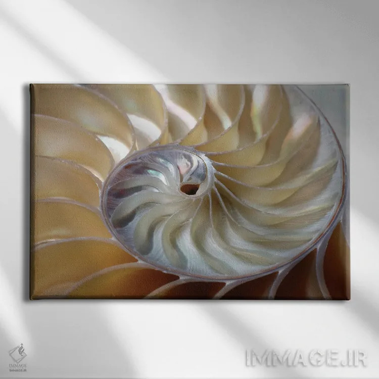 تابلو مارپیچ ناتیلوس (صدف دریایی) اثر دپوزیت فوتوز (سایت بانک تصویر) - نمای روبهرو روی دیوار