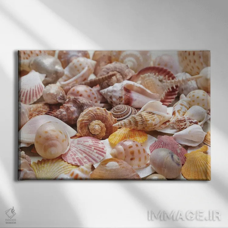 تابلو صدفهای زیبای دریایی اثر دپوزیت فوتوز (سایت بانک تصویر) - نمای روبهرو روی دیوار