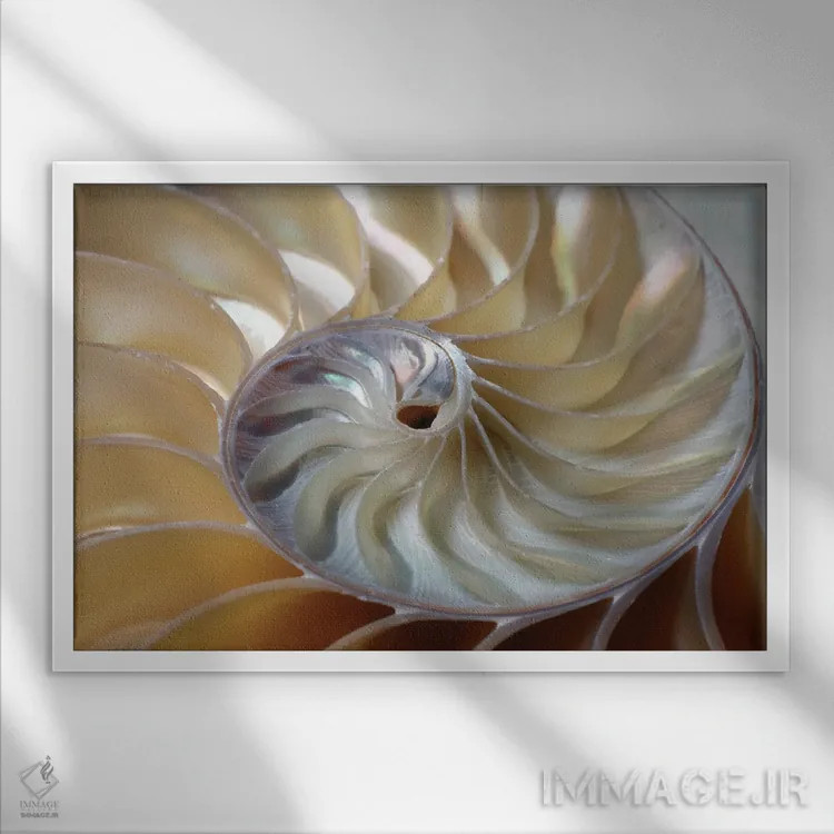 تابلو مارپیچ ناتیلوس (صدف دریایی) اثر دپوزیت فوتوز (سایت بانک تصویر) - نمای قابدار سفید