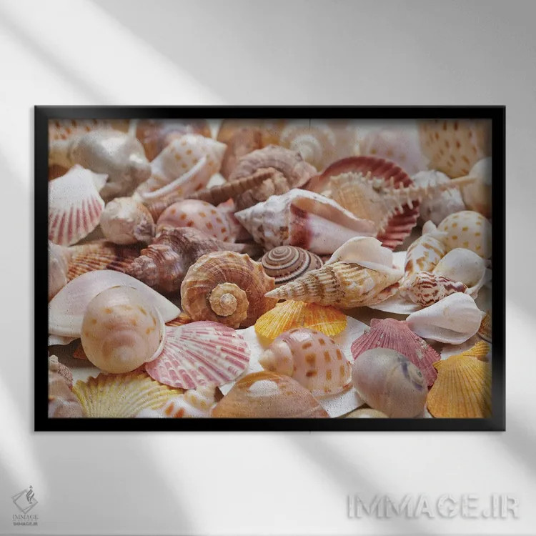 تابلو صدفهای زیبای دریایی اثر دپوزیت فوتوز (سایت بانک تصویر) - نمای قابدار مشکی