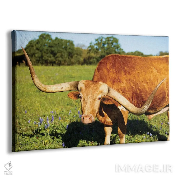 تابلو گاو شاخبلند زیبا I اثر فوتولومینیت (استودیوی عکاسی) - نمای پرسپکتیو محصول