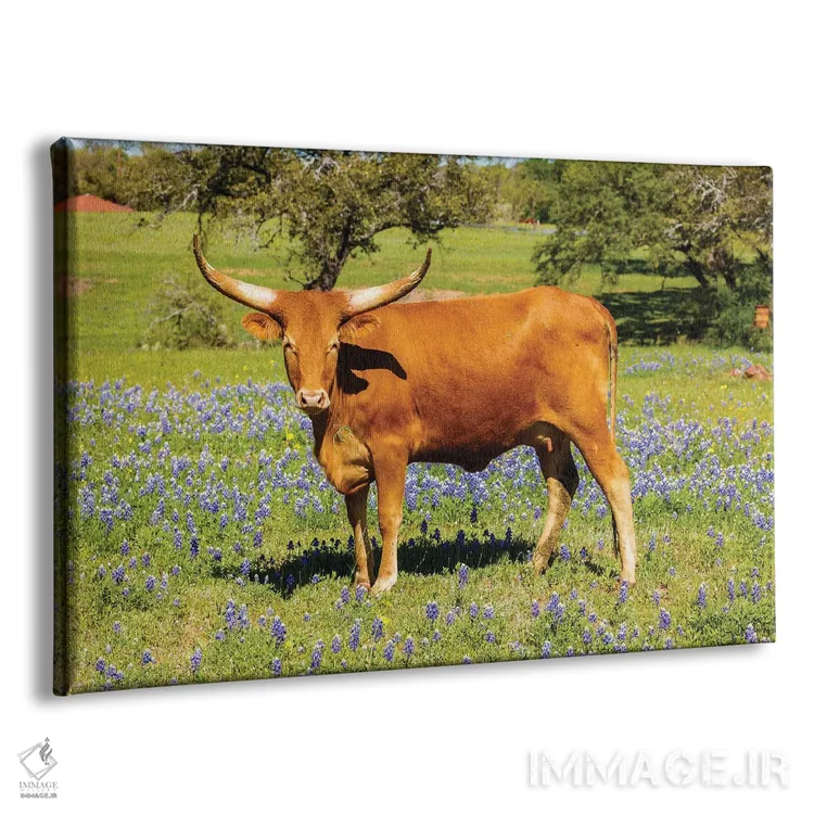 تابلو گاو شاخبلند زیبا اثر فوتولومینیت (استودیوی عکاسی) - نمای پرسپکتیو محصول