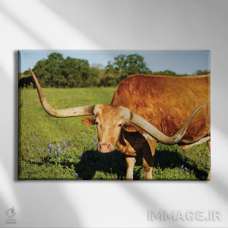 تابلو گاو شاخبلند زیبا I اثر فوتولومینیت (استودیوی عکاسی) - نمای روبهرو روی دیوار