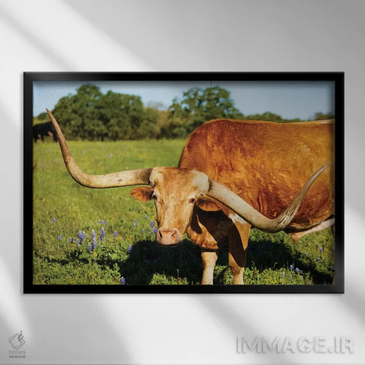 تابلو گاو شاخبلند زیبا I اثر فوتولومینیت (استودیوی عکاسی) - نمای قابدار مشکی