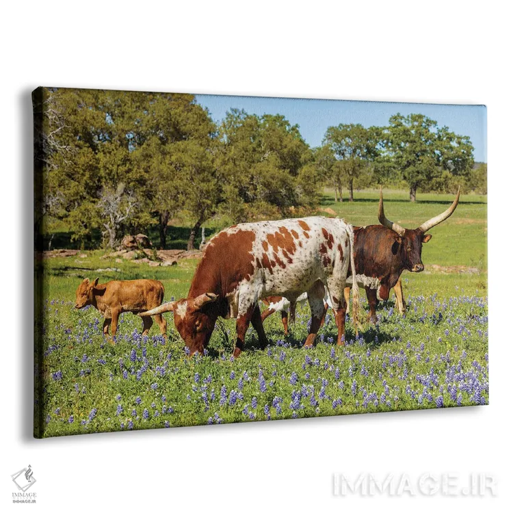 تابلو گاوهای چراکننده در تگزاس I اثر فوتولومینیت (استودیوی عکاسی) - نمای پرسپکتیو محصول