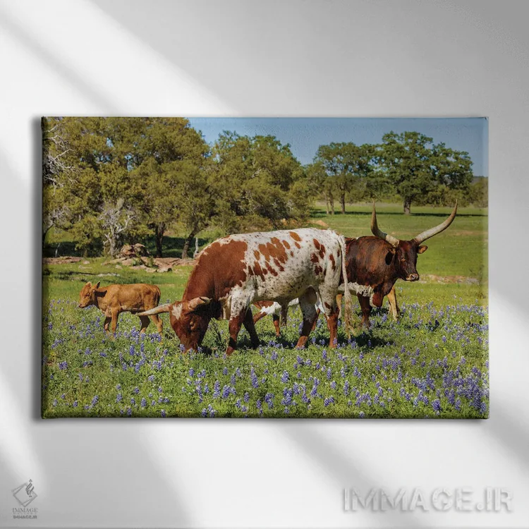 تابلو گاوهای چراکننده در تگزاس I اثر فوتولومینیت (استودیوی عکاسی) - نمای روبهرو روی دیوار