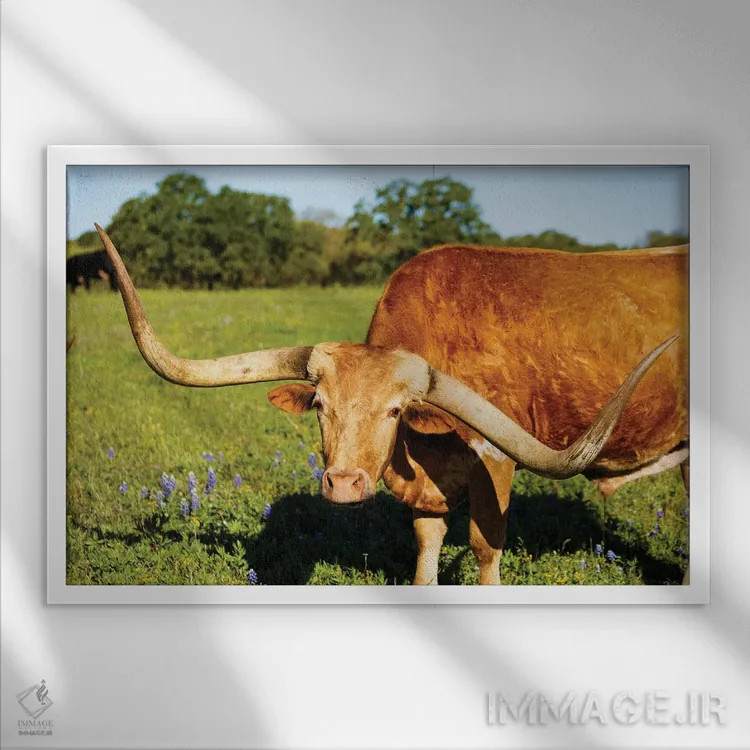 تابلو گاو شاخبلند زیبا I اثر فوتولومینیت (استودیوی عکاسی) - نمای قابدار سفید
