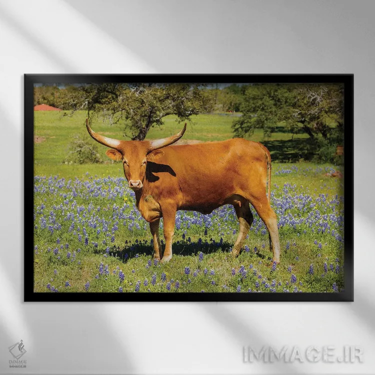 تابلو گاو شاخبلند زیبا اثر فوتولومینیت (استودیوی عکاسی) - نمای قابدار مشکی
