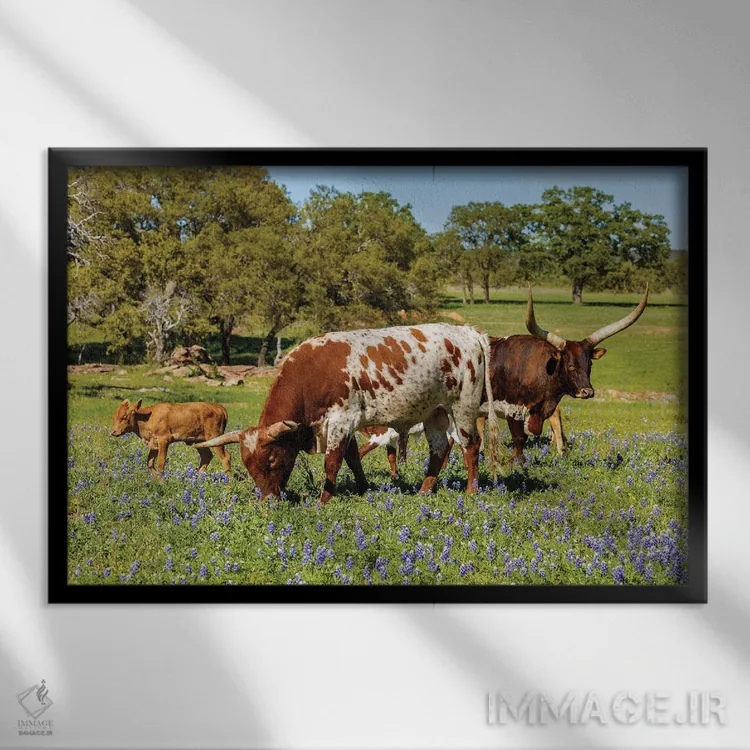 تابلو گاوهای چراکننده در تگزاس I اثر فوتولومینیت (استودیوی عکاسی) - نمای قابدار مشکی