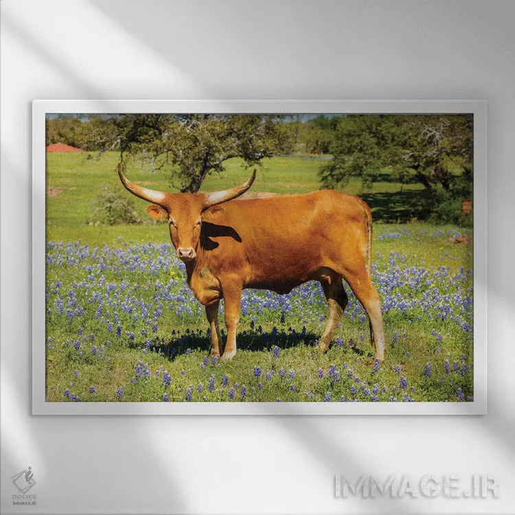 تابلو گاو شاخبلند زیبا اثر فوتولومینیت (استودیوی عکاسی) - نمای قابدار سفید