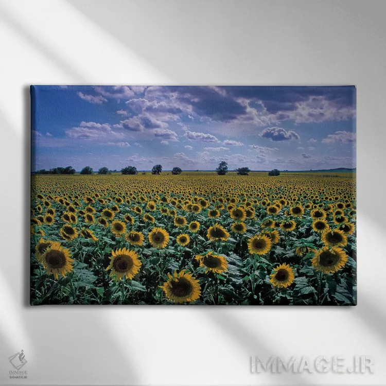 تابلو مزرعهٔ گل آفتابگردان، کانزاس، آمریکا اثر دیوید آر. فریزر - نمای روبهرو روی دیوار