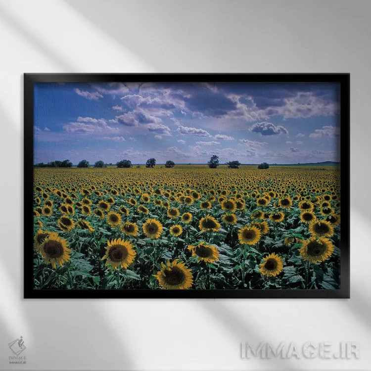 تابلو مزرعهٔ گل آفتابگردان، کانزاس، آمریکا اثر دیوید آر. فریزر - نمای قابدار مشکی