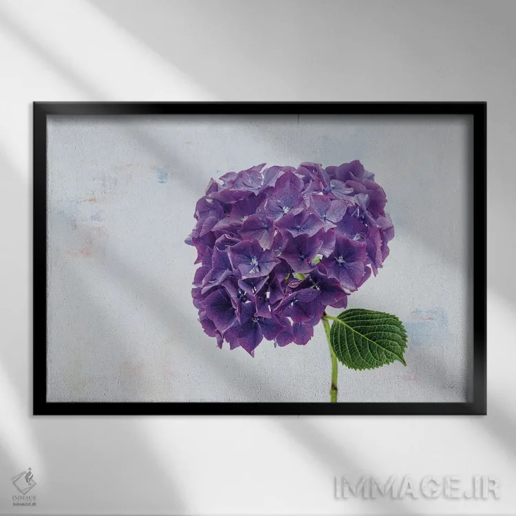 تابلو هورتانس بنفش روشن (نوع گل) اثر دبورا رِوِل - نمای قابدار مشکی