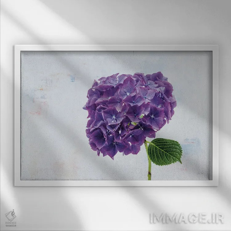 تابلو هورتانس بنفش روشن (نوع گل) اثر دبورا رِوِل - نمای قابدار سفید