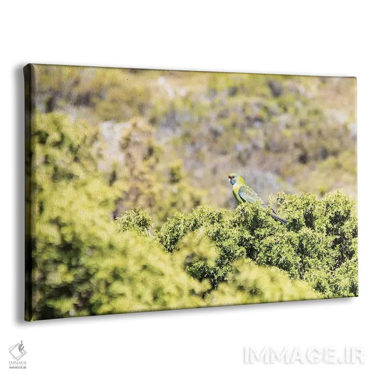 تابلو استرالیا، تاسمانی، پارک ملی کوه مهد-دریاچه سینکلر. رزلا سبز در گیاهان هیث (رزلا نوعی پرنده) اثر تریش دروی - نمای پرسپکتیو محصول