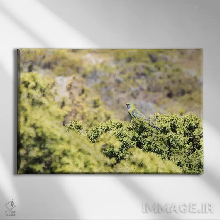 تابلو استرالیا، تاسمانی، پارک ملی کوه مهد-دریاچه سینکلر. رزلا سبز در گیاهان هیث (رزلا نوعی پرنده) اثر تریش دروی - نمای روبهرو روی دیوار