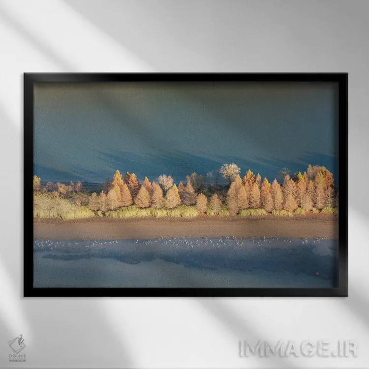 تابلو آمریکا، تنسی. نور عصرگاهی رودخانه تنسی، پناهگاه حیاتوحش هیواسی. غذایابی درناهای سندهیل کنار کنارههای نمایان اثر تریش دروی - نمای قابدار مشکی