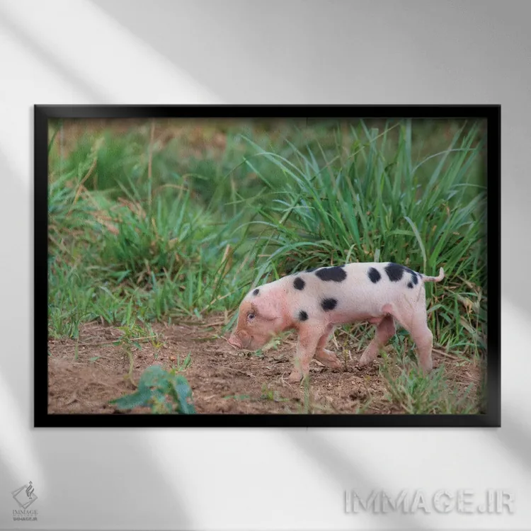 تابلو آمریکا، تنسی. خرس کوچک زیرکانه لبخند میزند اثر تریش دروی - نمای قابدار مشکی