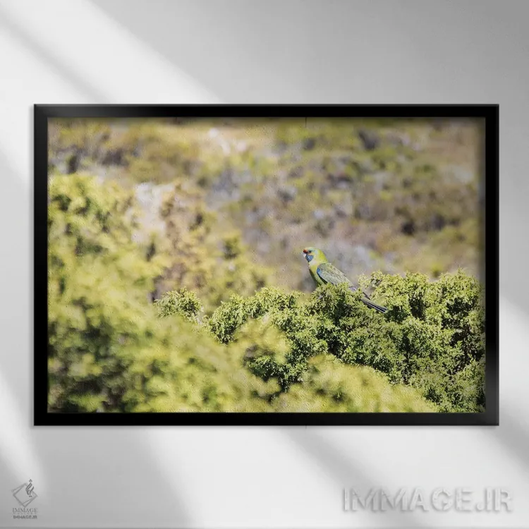 تابلو استرالیا، تاسمانی، پارک ملی کوه مهد-دریاچه سینکلر. رزلا سبز در گیاهان هیث (رزلا نوعی پرنده) اثر تریش دروی - نمای قابدار مشکی